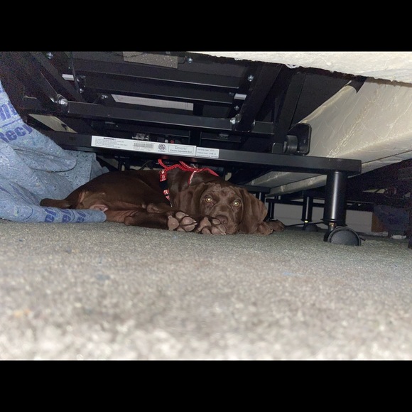 Meet Bailey Part 2 we have 2nd cat—Jaycee pics coming soon. She was my moms - Picture 9 of 16